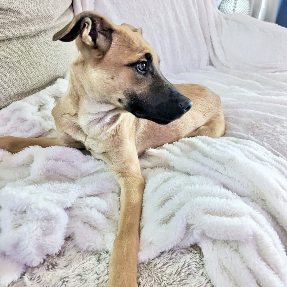 Dog for adoption Riley, a Shepherd & Black Mouth Cur Mix in Hooksett