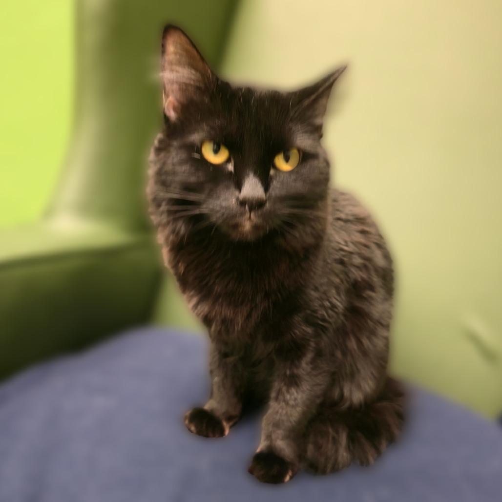 Sugarplum, Adoptable, Adult Female Domestic Medium Hair.