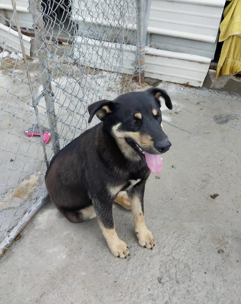 Howard Hooray, a Adoptable mixed breed in Woburn, MA image 5/6