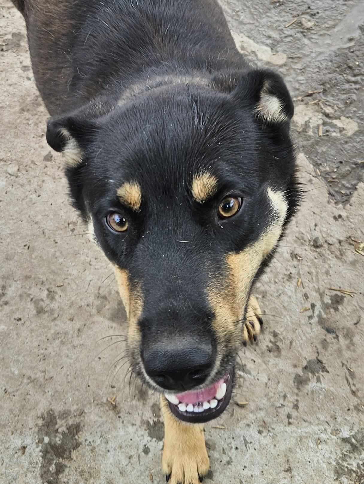 Howard Hooray, a Adoptable mixed breed in Woburn, MA image 1/6