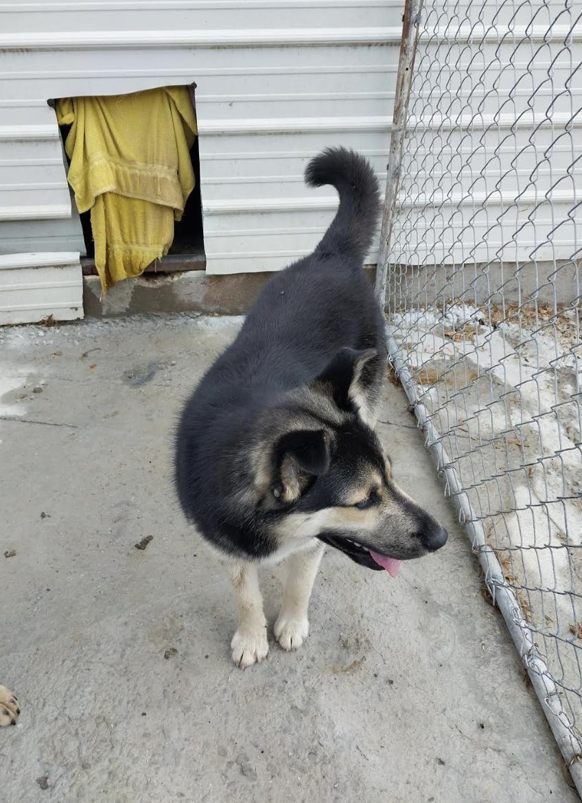 Howard Hooray, a Adoptable mixed breed in Woburn, MA image 3/6