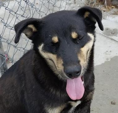 Howard Hooray, a Adoptable mixed breed in Woburn, MA image 4/6