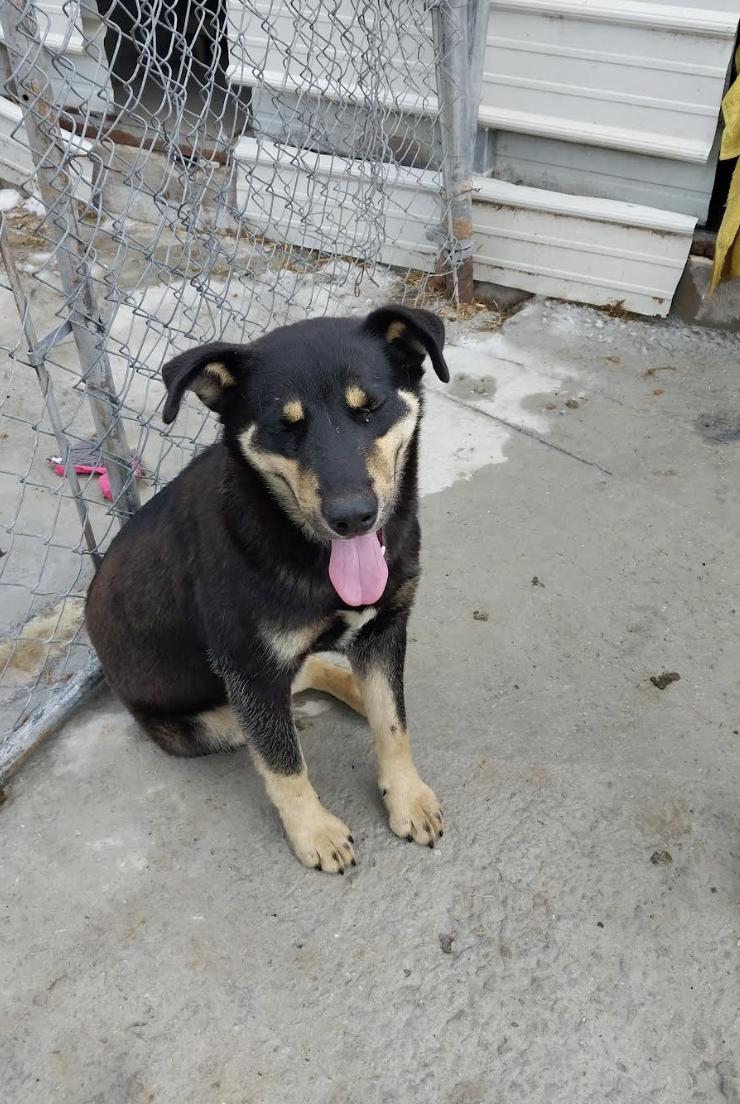 Howard Hooray, a Adoptable mixed breed in Woburn, MA image 2/6