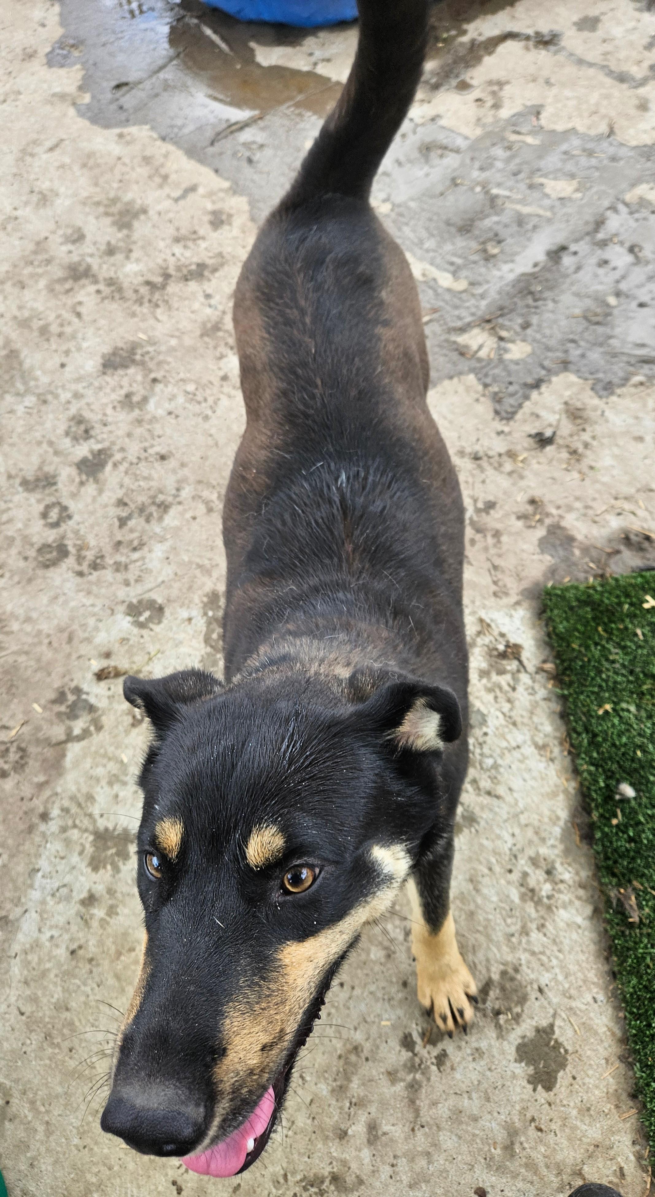 Howard Hooray, a Adoptable mixed breed in Woburn, MA image 6/6