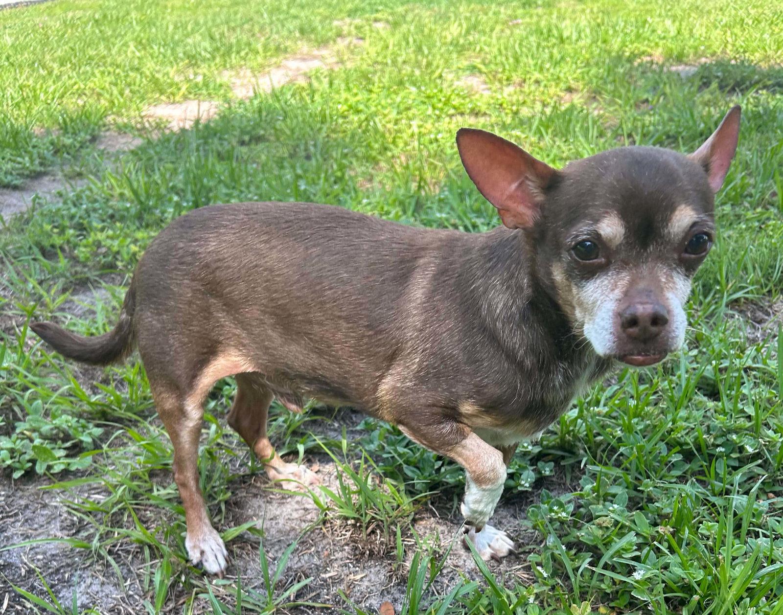 Toby, Adoptable, Senior Male Chihuahua.