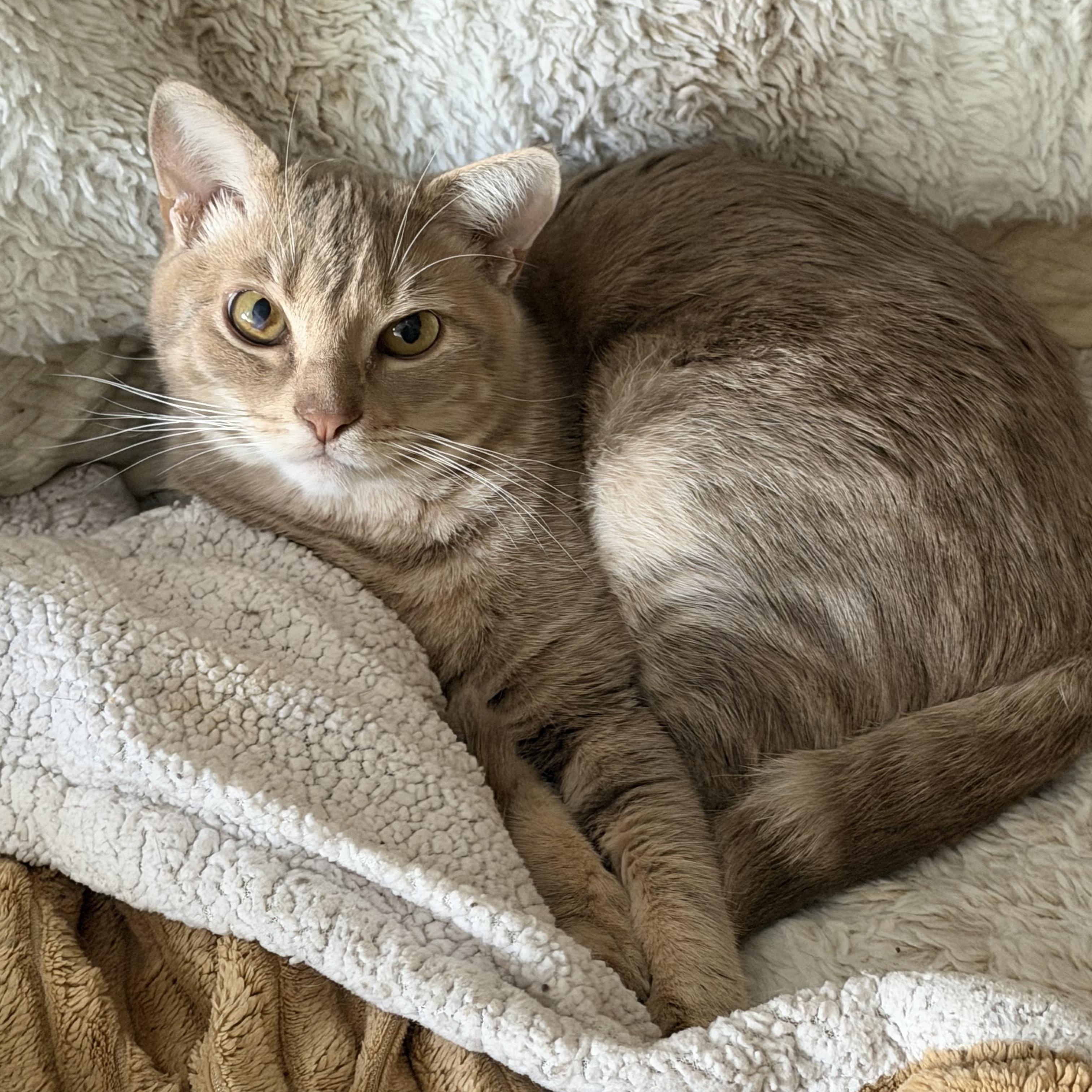 Jimmy, Adoptable, Young Male Tabby.
