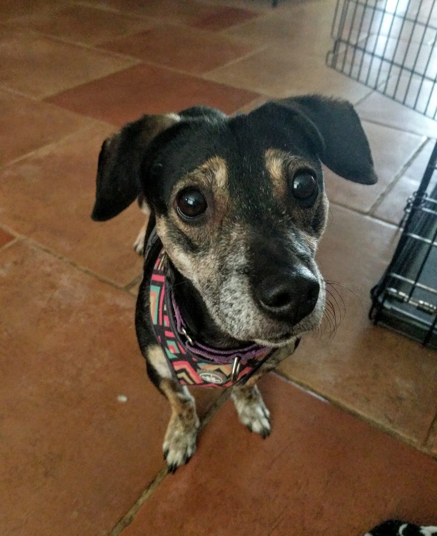 Enlarge Darcie, a Adoptable mixed breed in Phoenix, AZ image 1/3