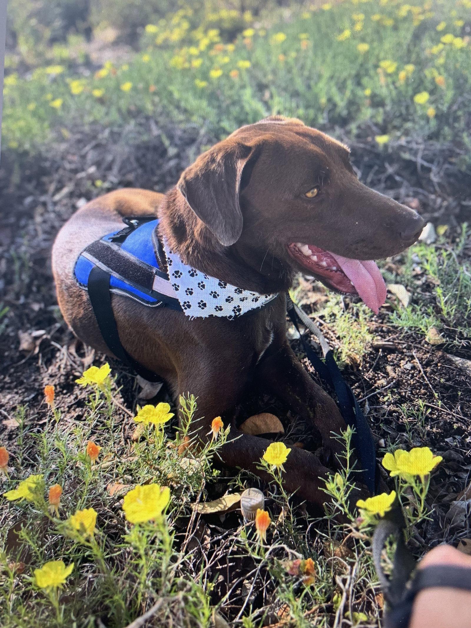 Jupiter, Adoptable, Adult Male Labrador Retriever.
