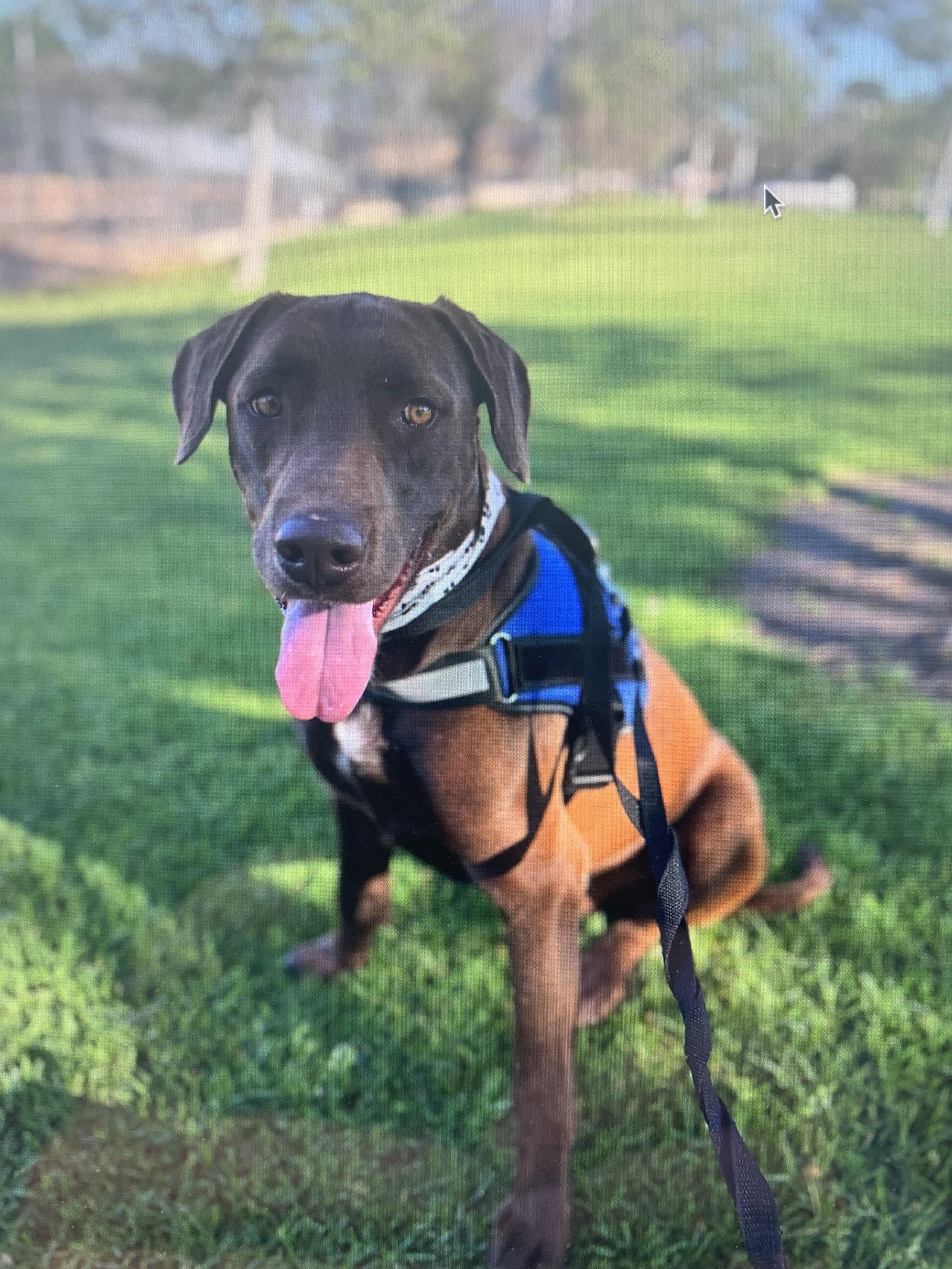 Enlarge Jupiter, a Adoptable Labrador Retriever in San Diego, CA image 2/3
