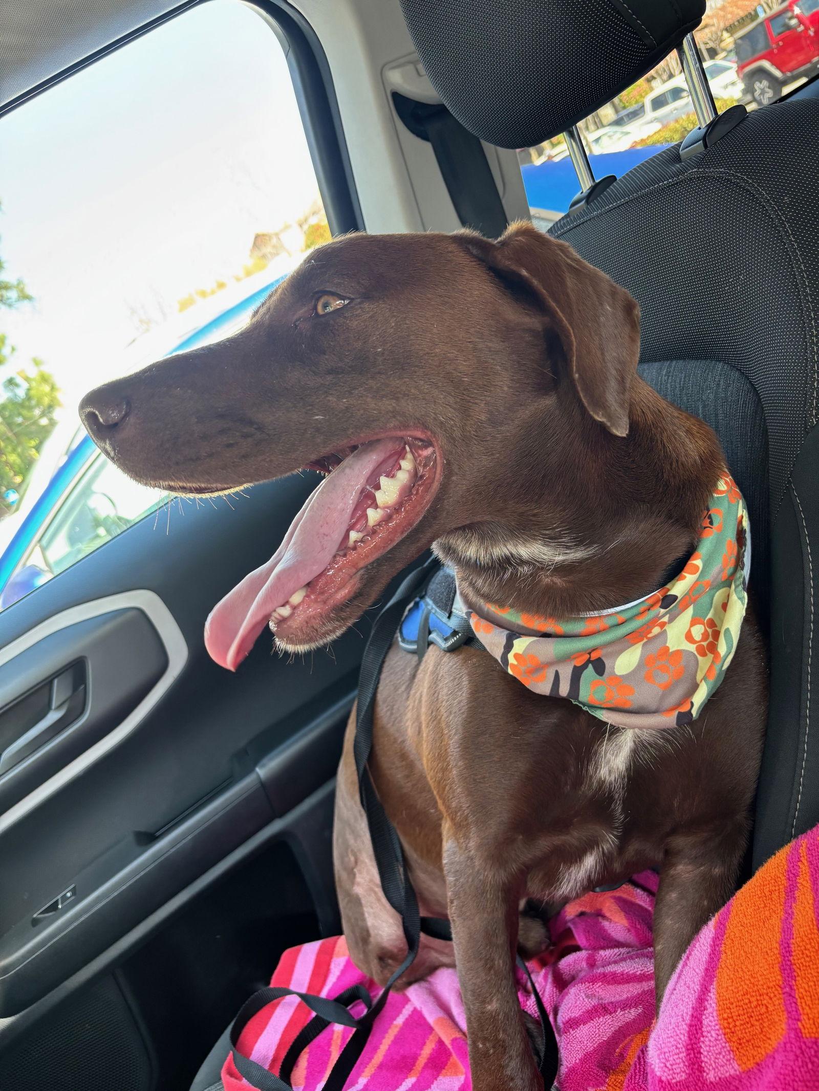 Enlarge Jupiter, a Adoptable Labrador Retriever in San Diego, CA image 3/3