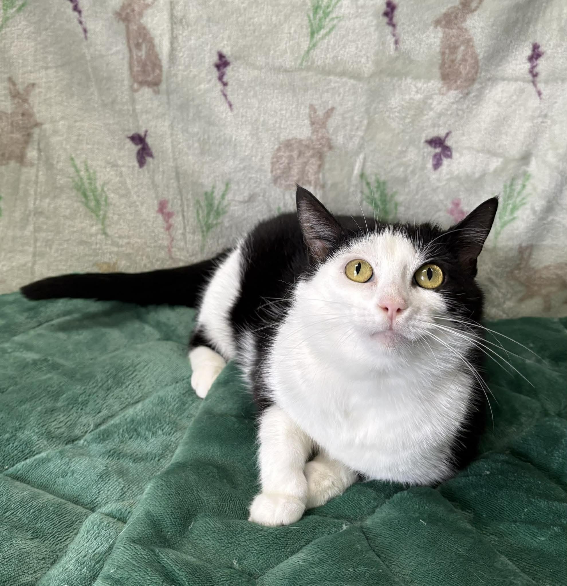 Enlarge CRICKET, a Adoptable Domestic Short Hair in Tillsonburg, ON image 2/4