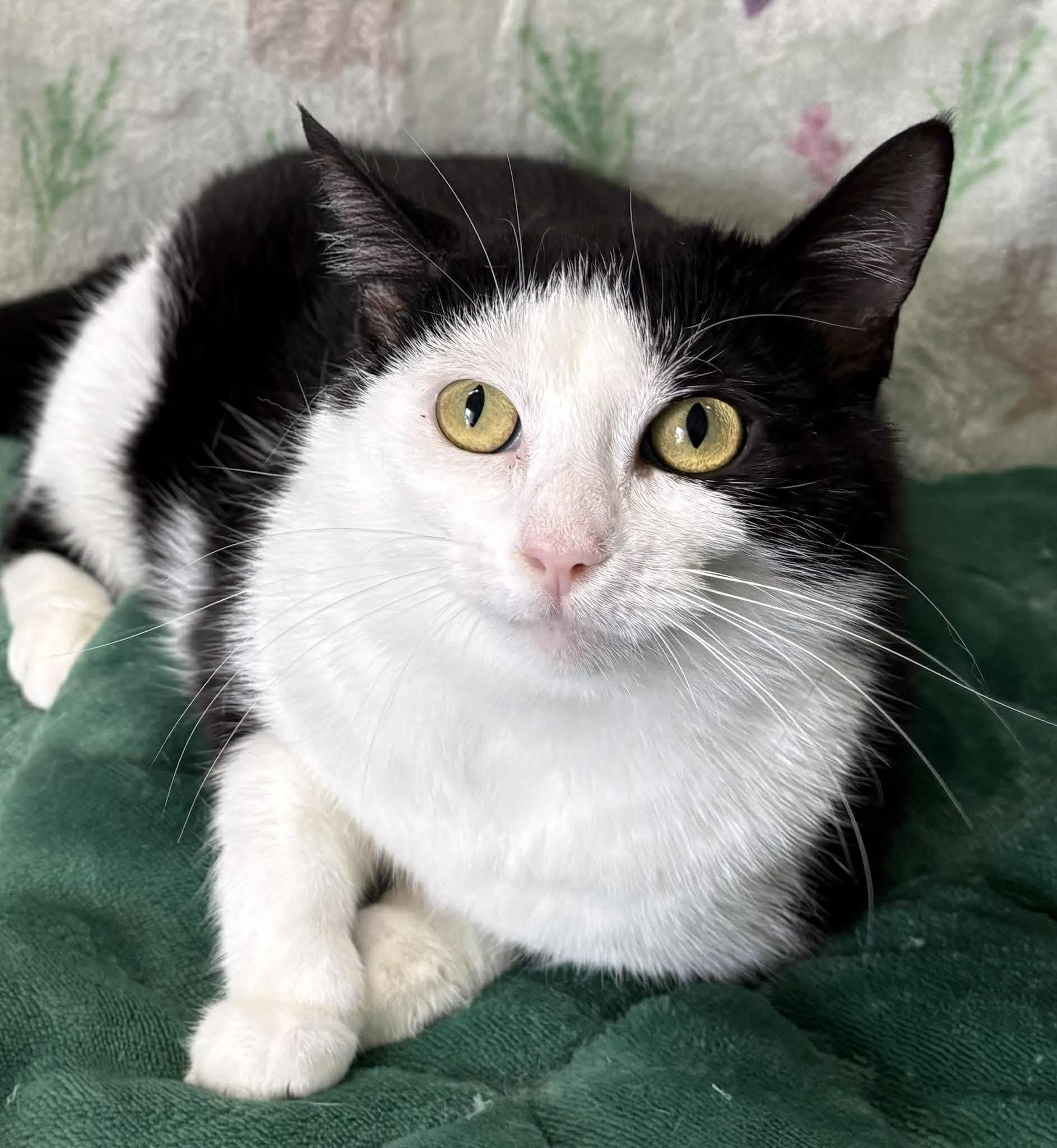 Enlarge CRICKET, a Adoptable Domestic Short Hair in Tillsonburg, ON image 1/4