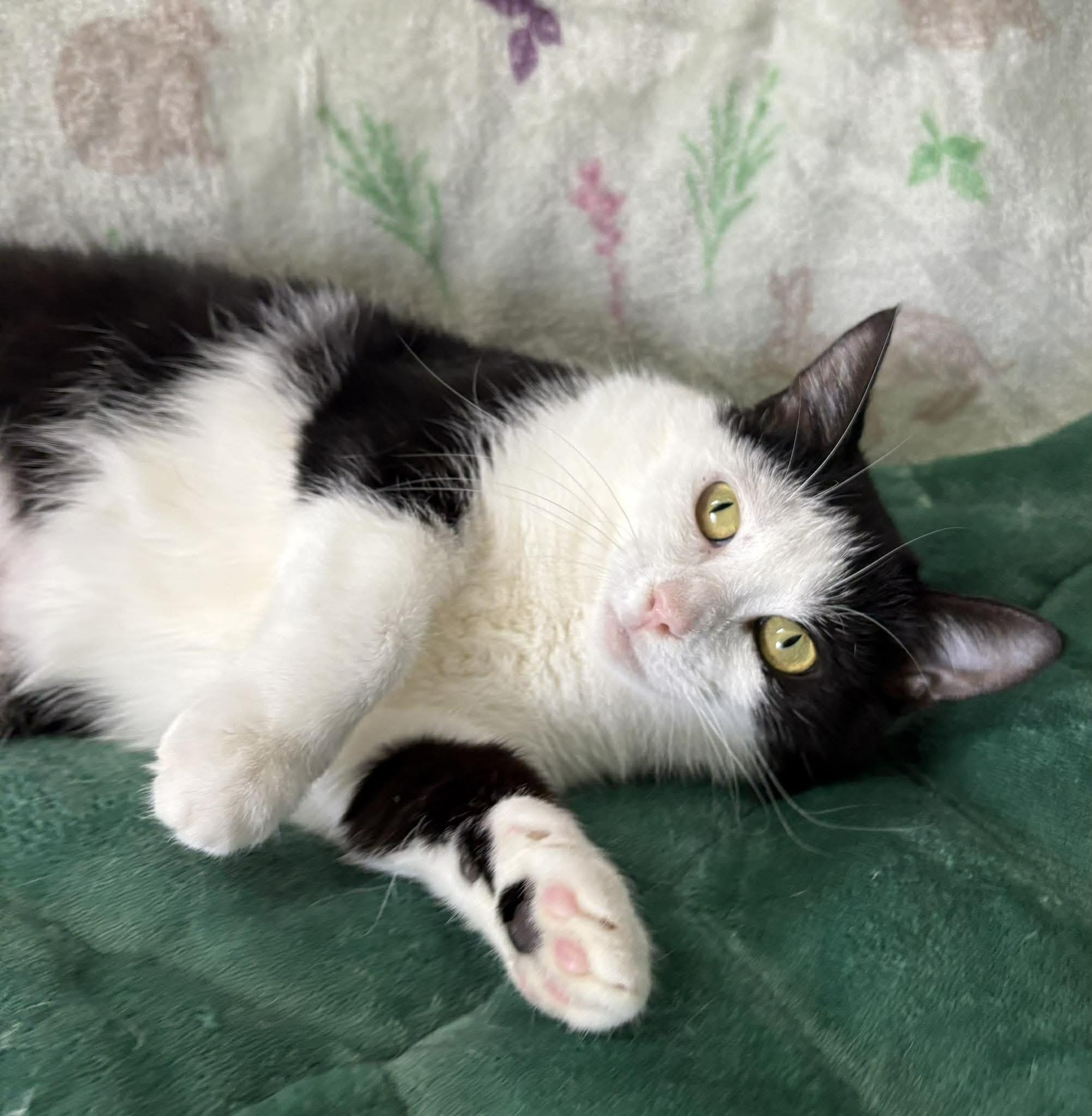 Enlarge CRICKET, a Adoptable Domestic Short Hair in Tillsonburg, ON image 4/4