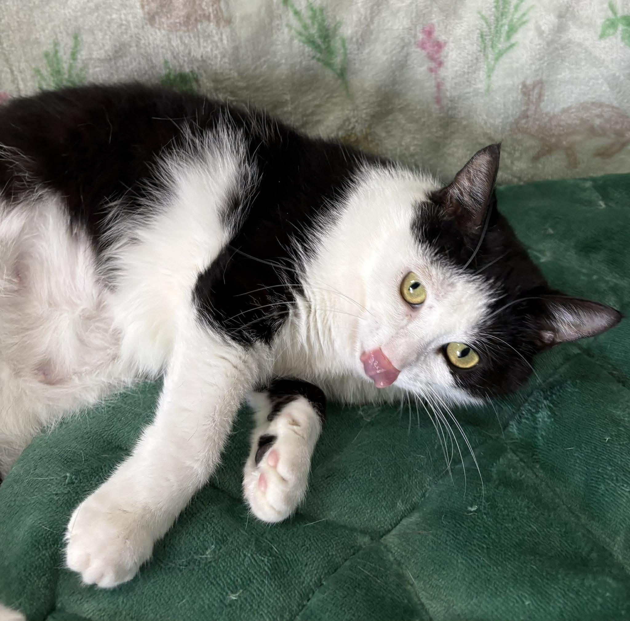 Enlarge CRICKET, a Adoptable Domestic Short Hair in Tillsonburg, ON image 3/4