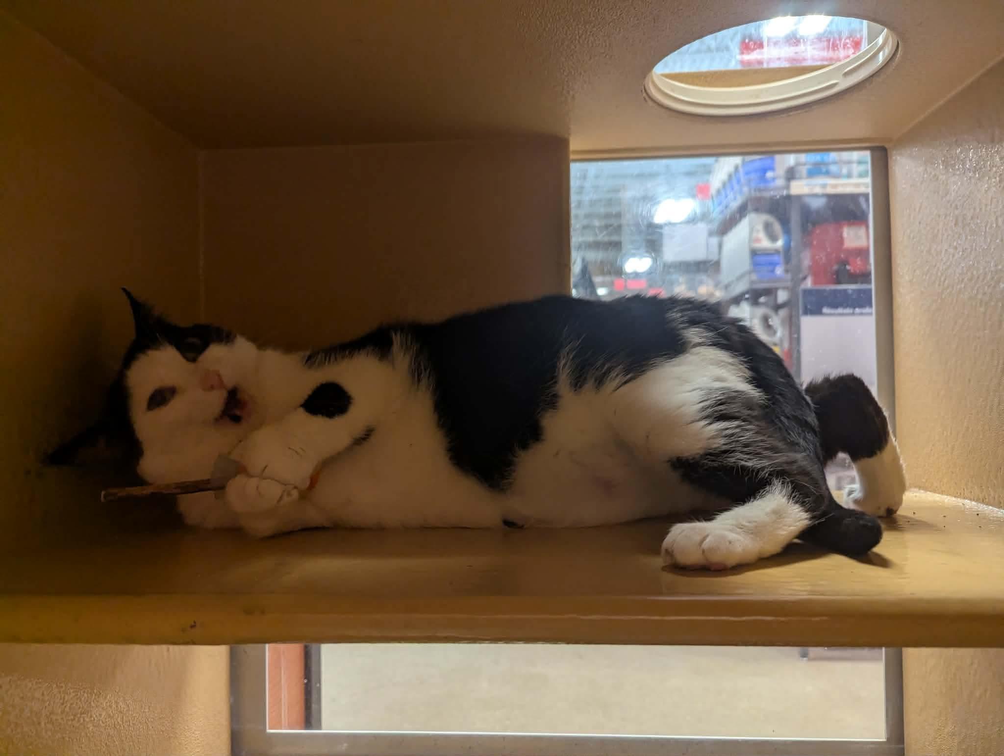 CRICKET, an adopted Domestic Short Hair in Tillsonburg, ON image 5/6