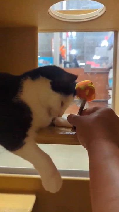 Enlarge CRICKET, an adopted Domestic Short Hair in Tillsonburg, ON video 6/6