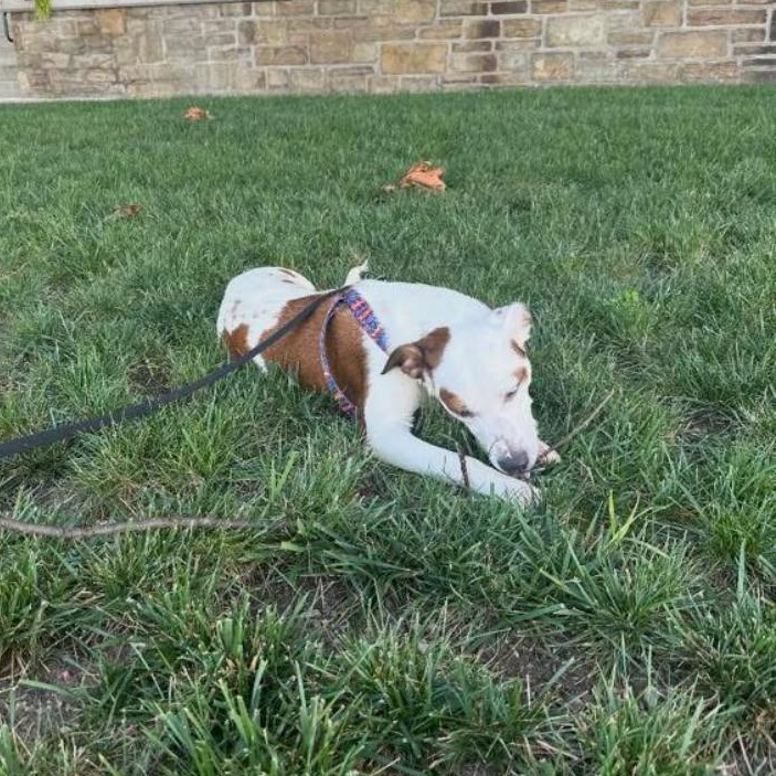 Thresher, a ADOPTABLE mixed breed in Philadelphia, PA image 5/6