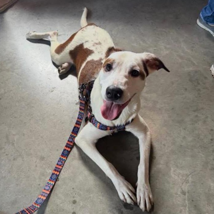 Thresher, ADOPTABLE, Puppy Female American Staffordshire Terrier & Pit Bull Terrier.