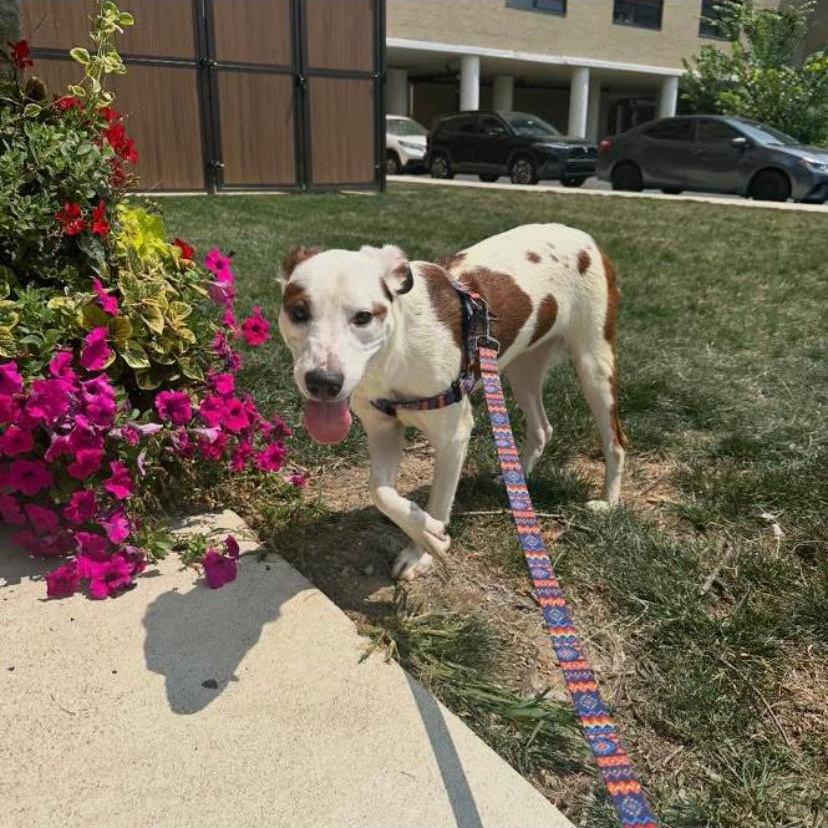 Thresher, a ADOPTABLE mixed breed in Philadelphia, PA image 2/6