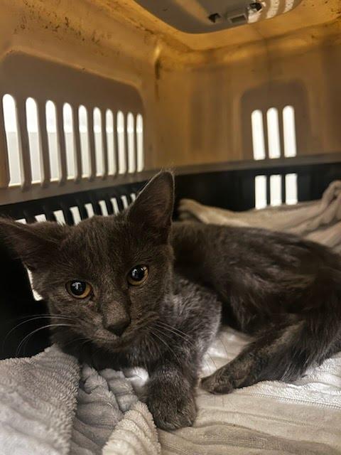 Stingray, a Adoptable mixed breed in Knoxville, TN image 1/4