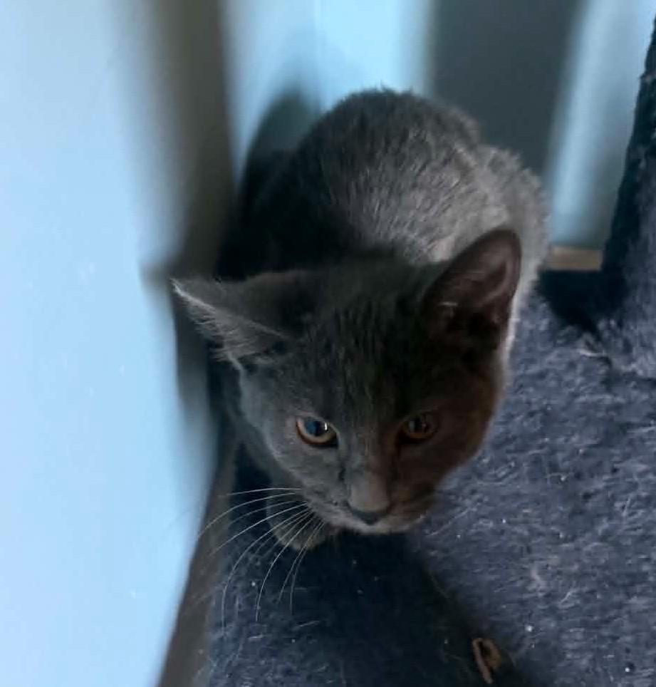 Stingray, a Adoptable mixed breed in Knoxville, TN image 2/4