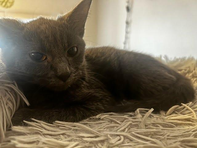 Stingray, a Adoptable mixed breed in Knoxville, TN image 3/4