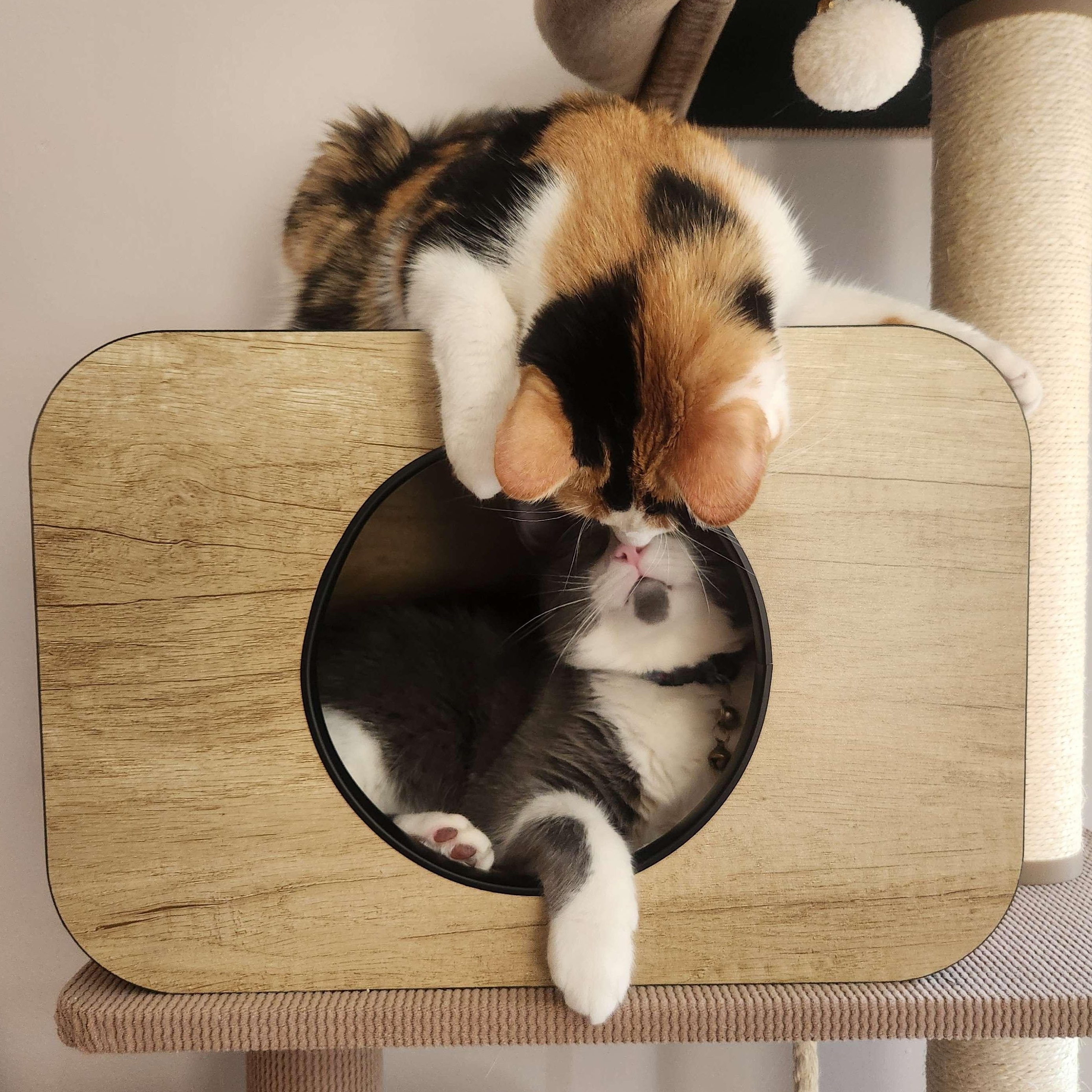 Enlarge Huey, an adopted mixed breed in Chicago, IL image 2/5