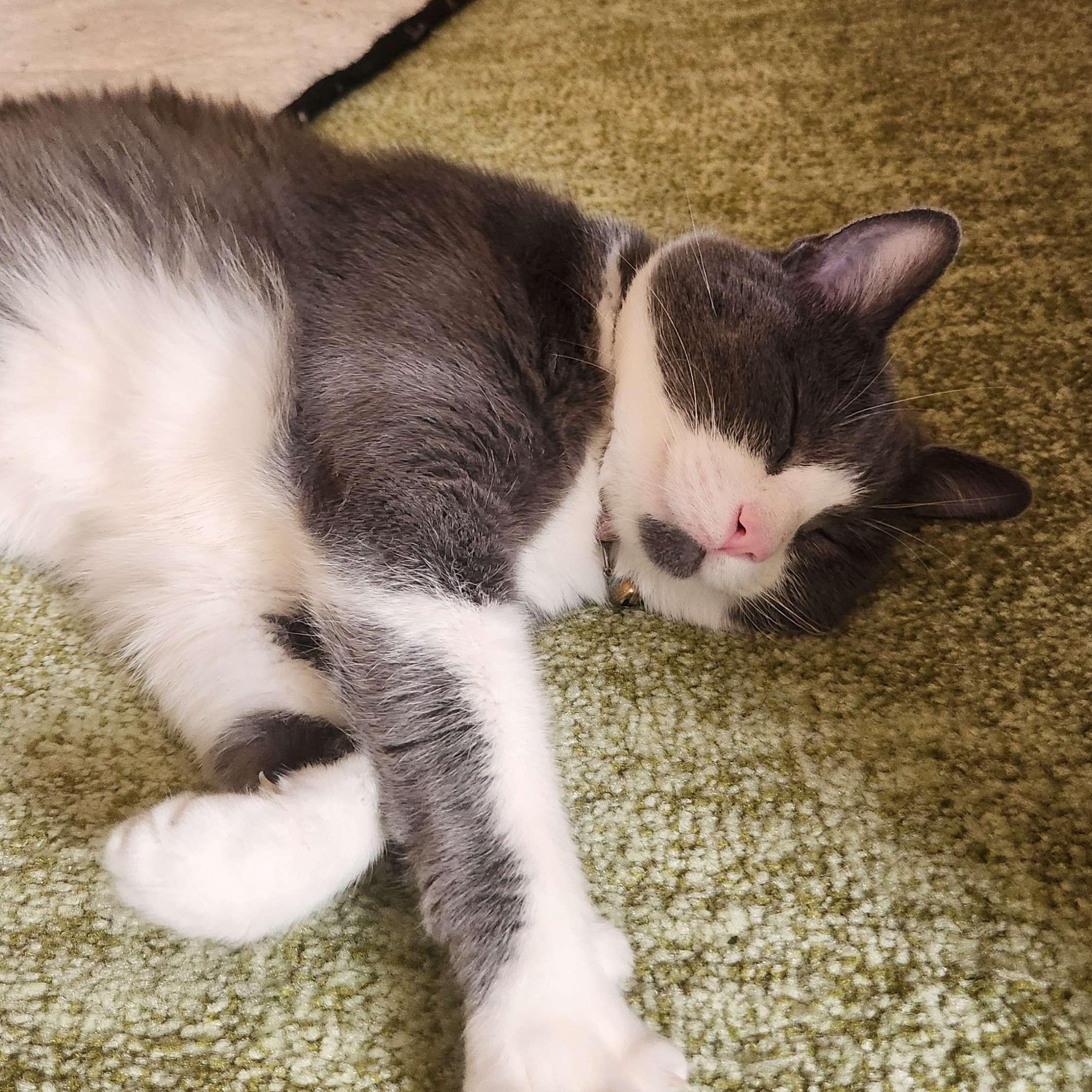 Enlarge Huey, an adopted mixed breed in Chicago, IL image 3/5