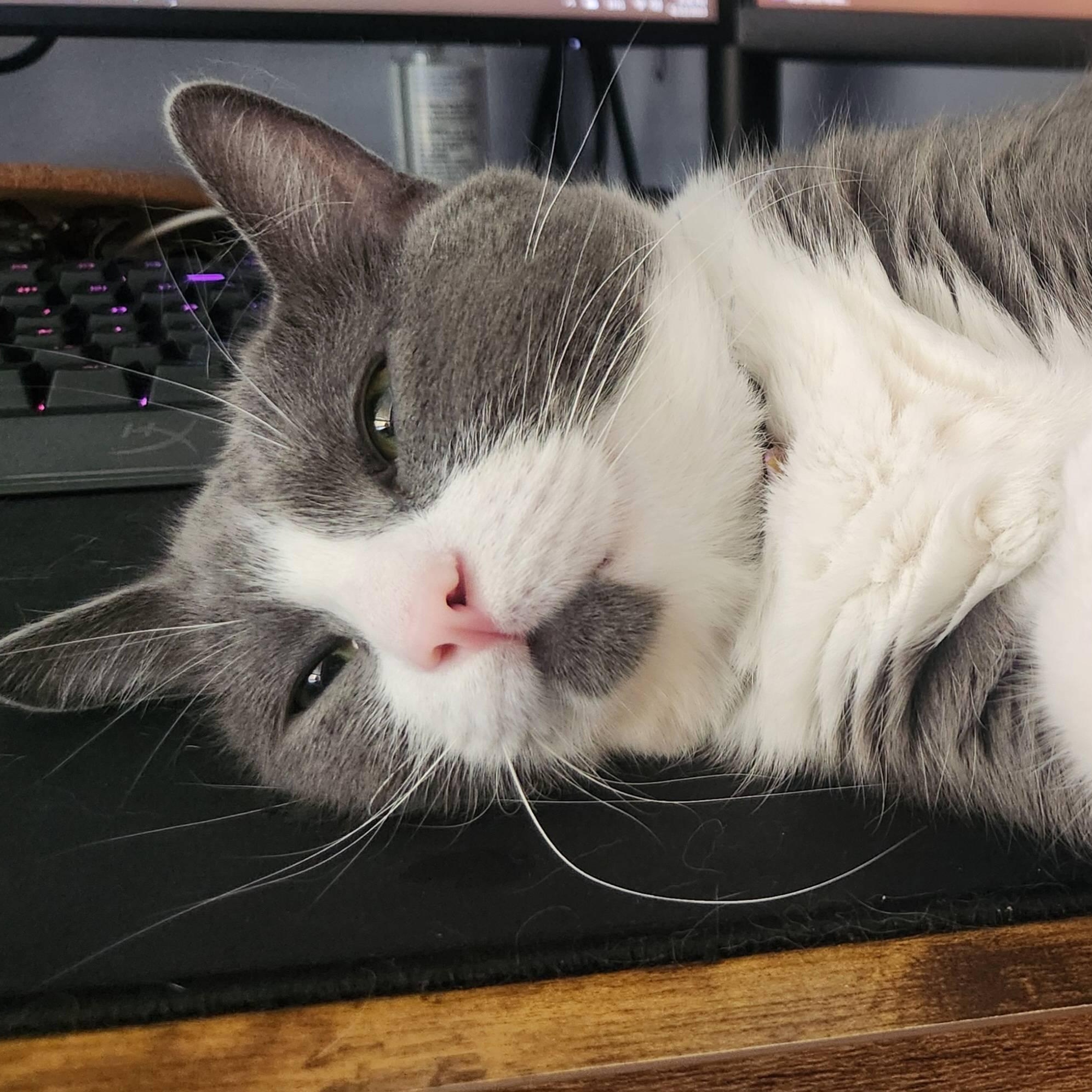 Enlarge Huey, an adopted mixed breed in Chicago, IL image 5/5