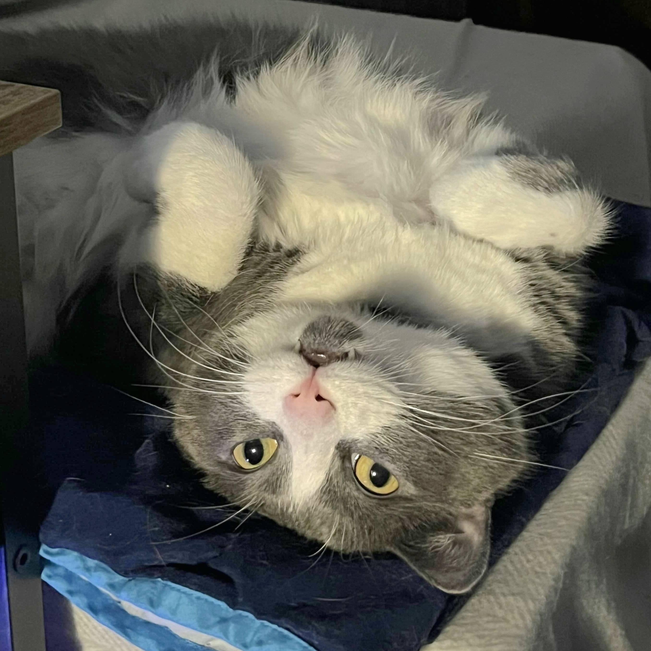 Enlarge Huey, an adopted mixed breed in Chicago, IL image 4/5