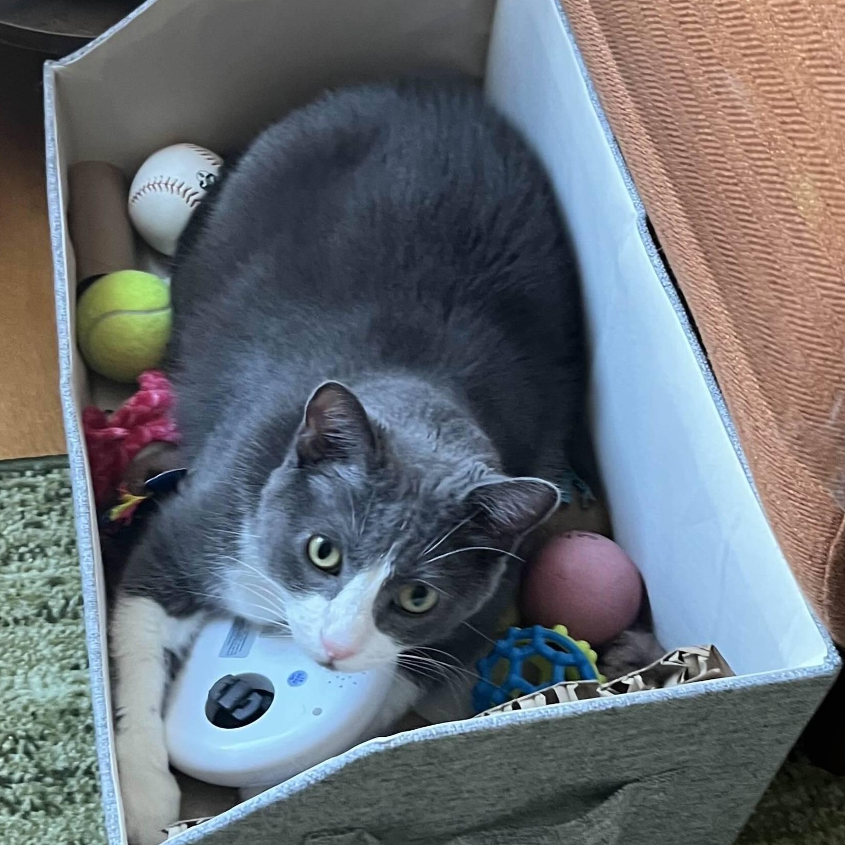 Huey, Adoptable, Young Male Domestic Short Hair.