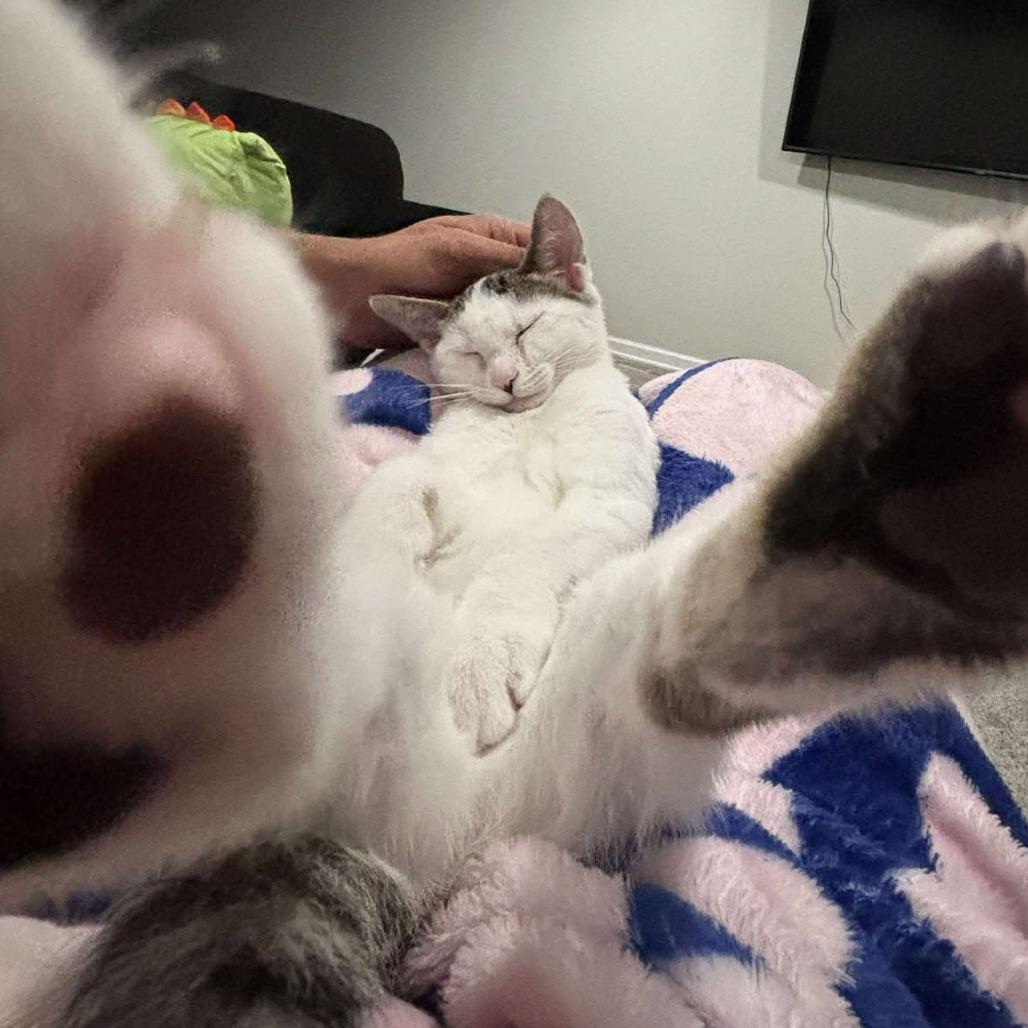 Enlarge Tofu, a Adoptable Domestic Short Hair in Plainfield, IL image 1/6