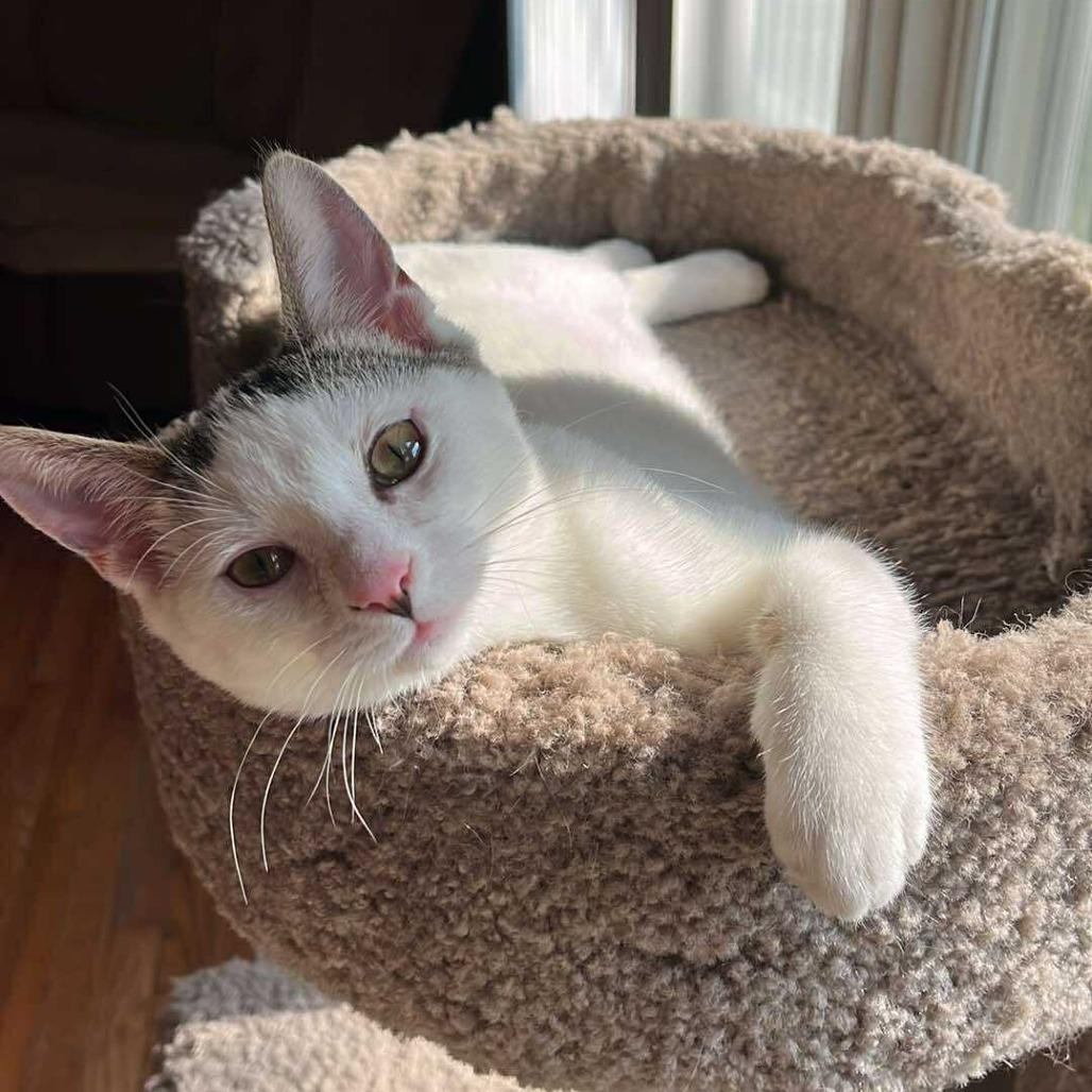 Enlarge Tofu, a Adoptable Domestic Short Hair in Plainfield, IL image 2/6