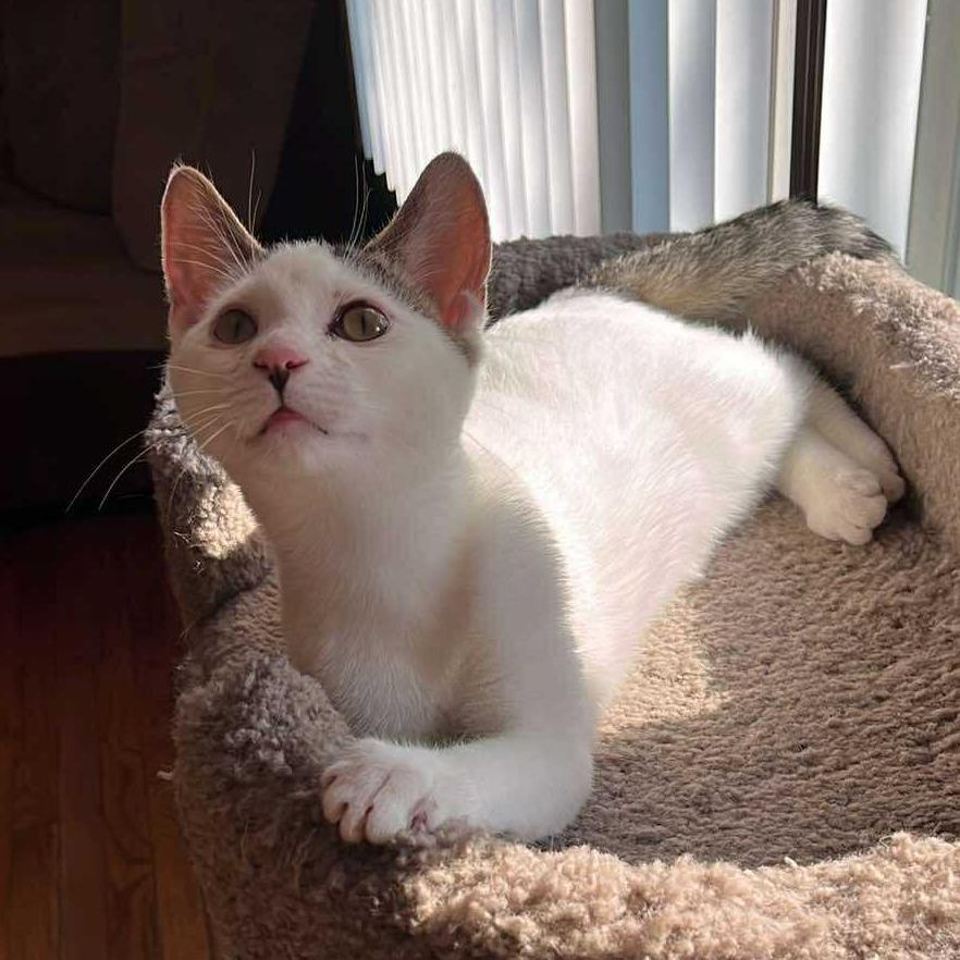 Enlarge Tofu, a Adoptable Domestic Short Hair in Plainfield, IL image 3/6