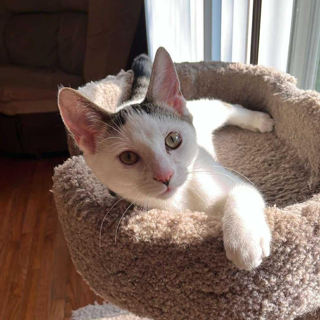 Enlarge Tofu, a Adoptable Domestic Short Hair in Plainfield, IL image 4/6