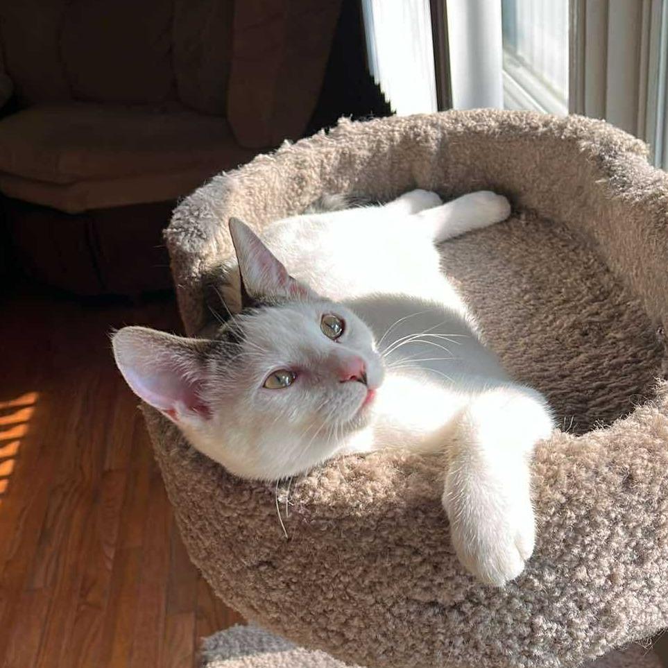 Enlarge Tofu, a Adoptable Domestic Short Hair in Plainfield, IL image 5/6