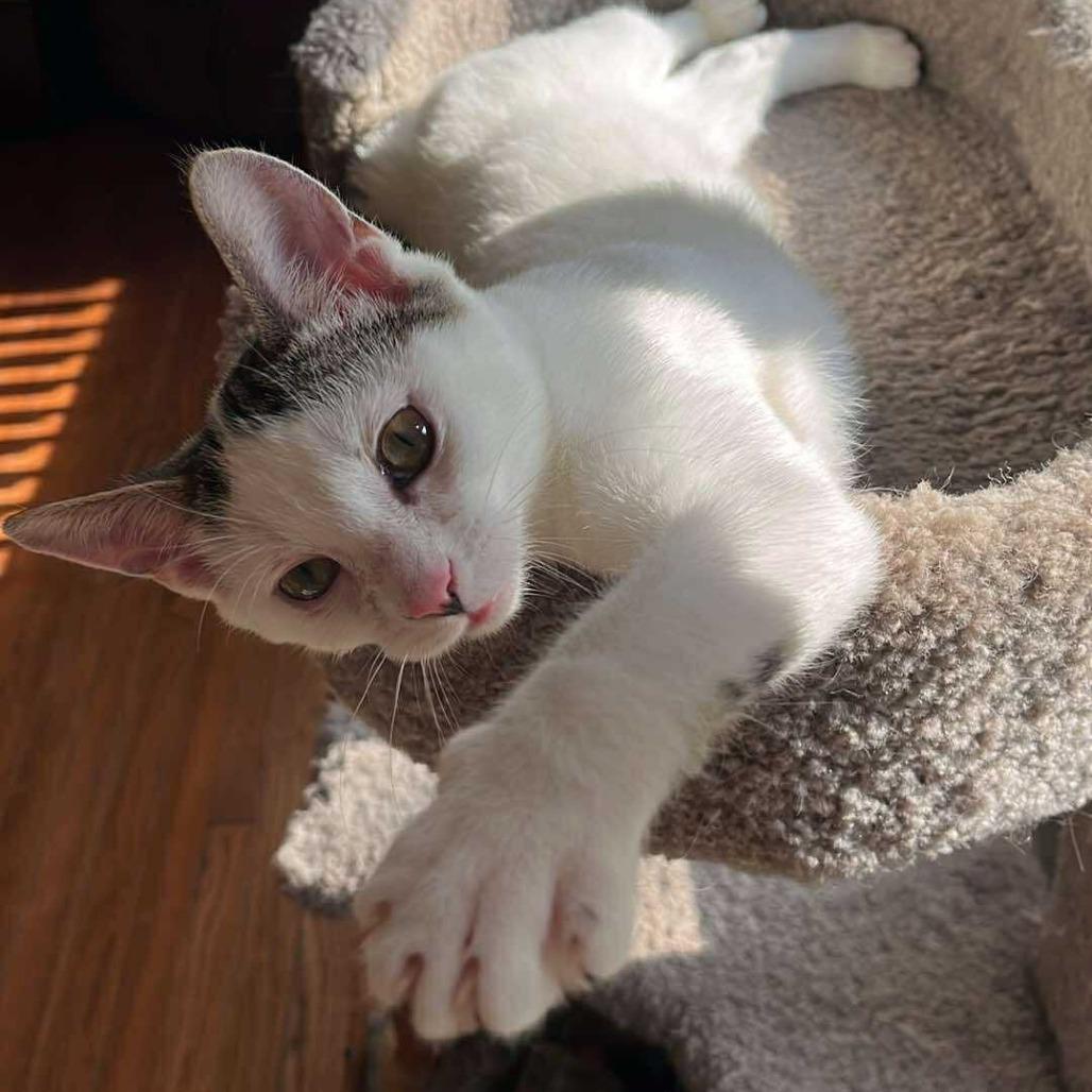 Enlarge Tofu, a Adoptable Domestic Short Hair in Plainfield, IL image 6/6