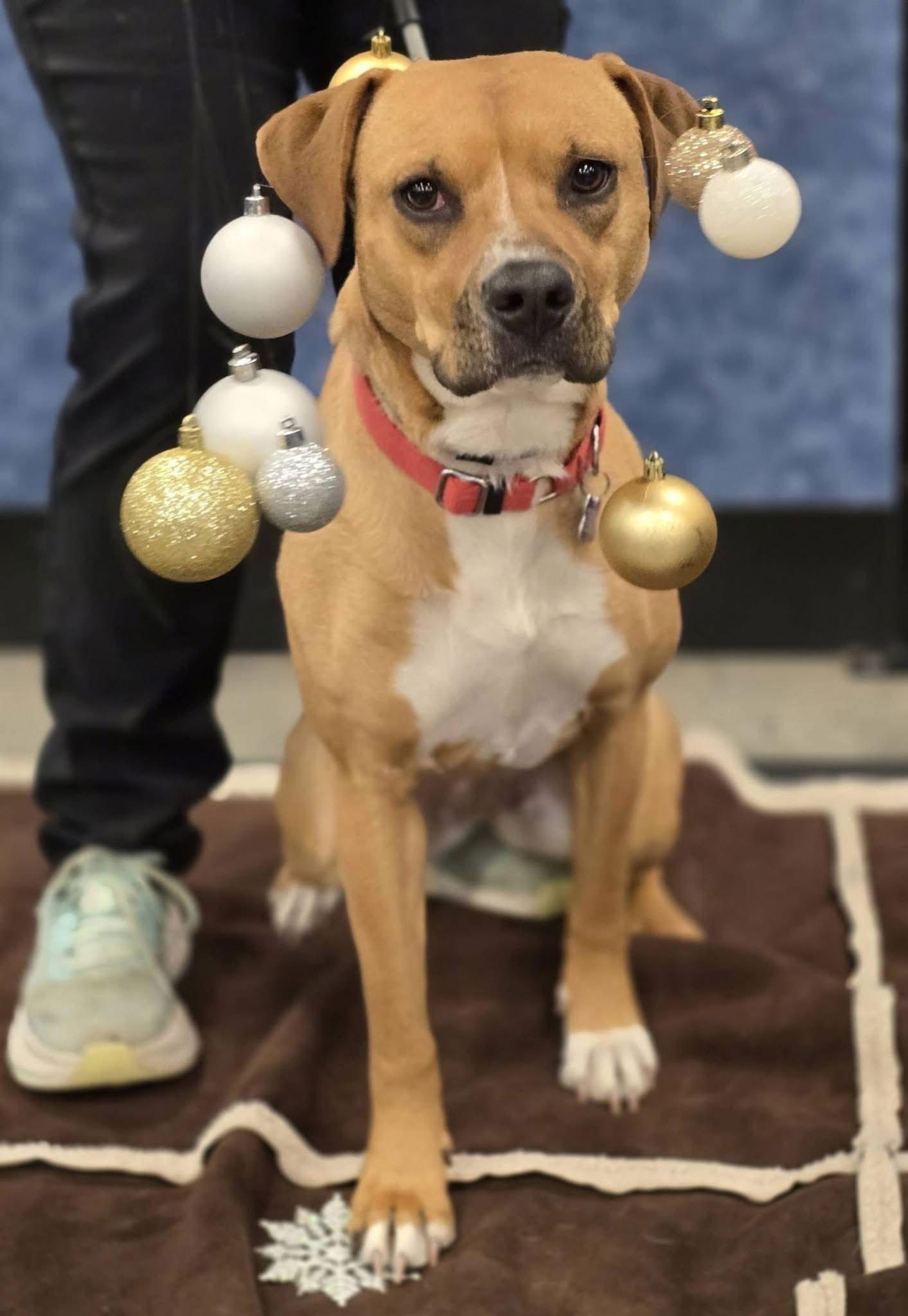 Faksa, Adoptable, Puppy Female Mixed Breed.