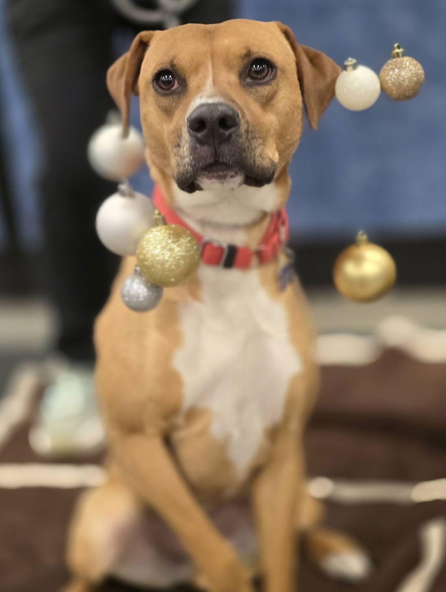 Faksa, a Adoptable Mixed Breed in St. Louis, MO image 2/3