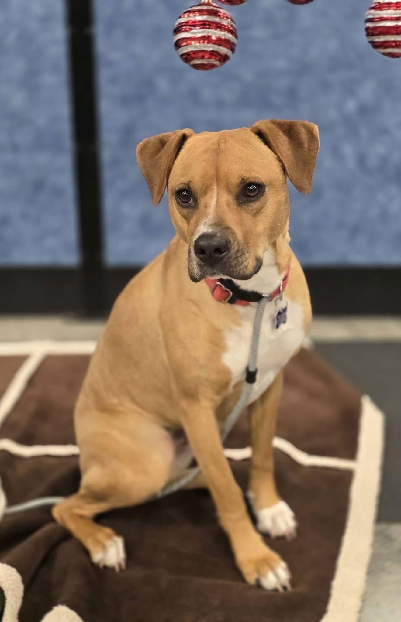 Faksa, a Adoptable Mixed Breed in St. Louis, MO image 3/3