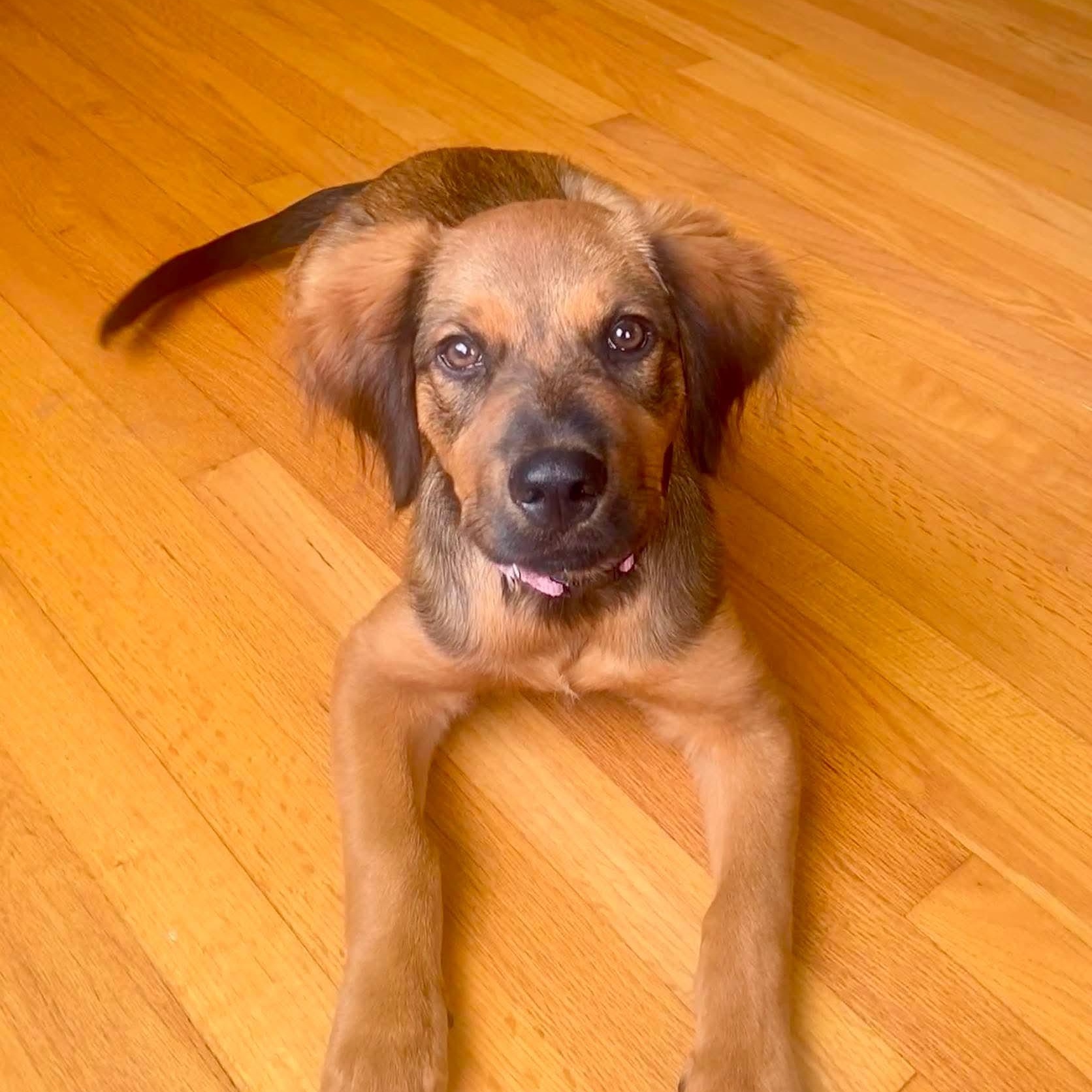 Enlarge Cocoa, an adopted mixed breed in West Haven, CT image 2/6