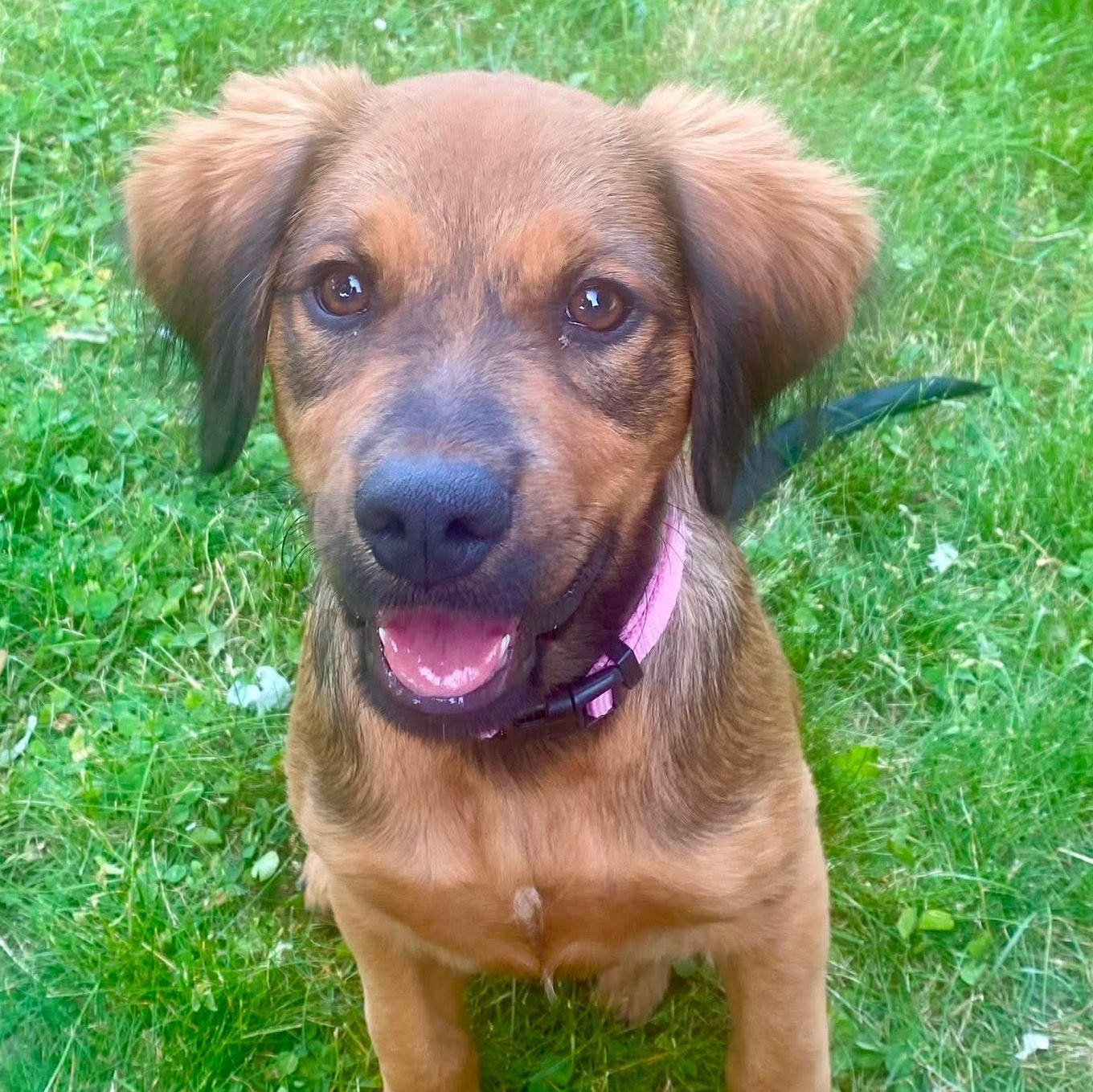 Cocoa, adopted, Puppy Female Hound & Labrador Retriever.
