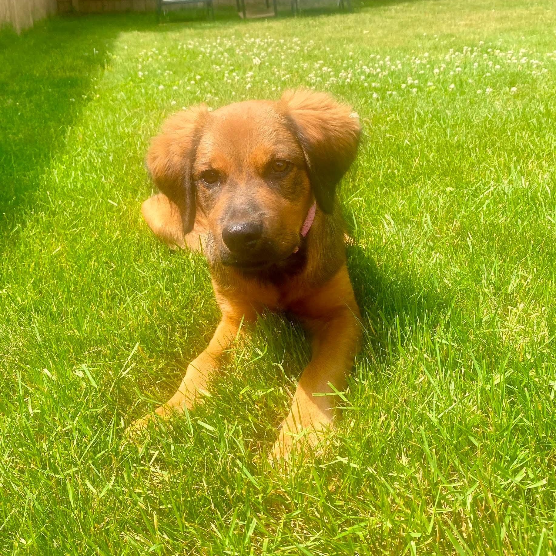 Enlarge Cocoa, an adopted mixed breed in West Haven, CT image 5/6