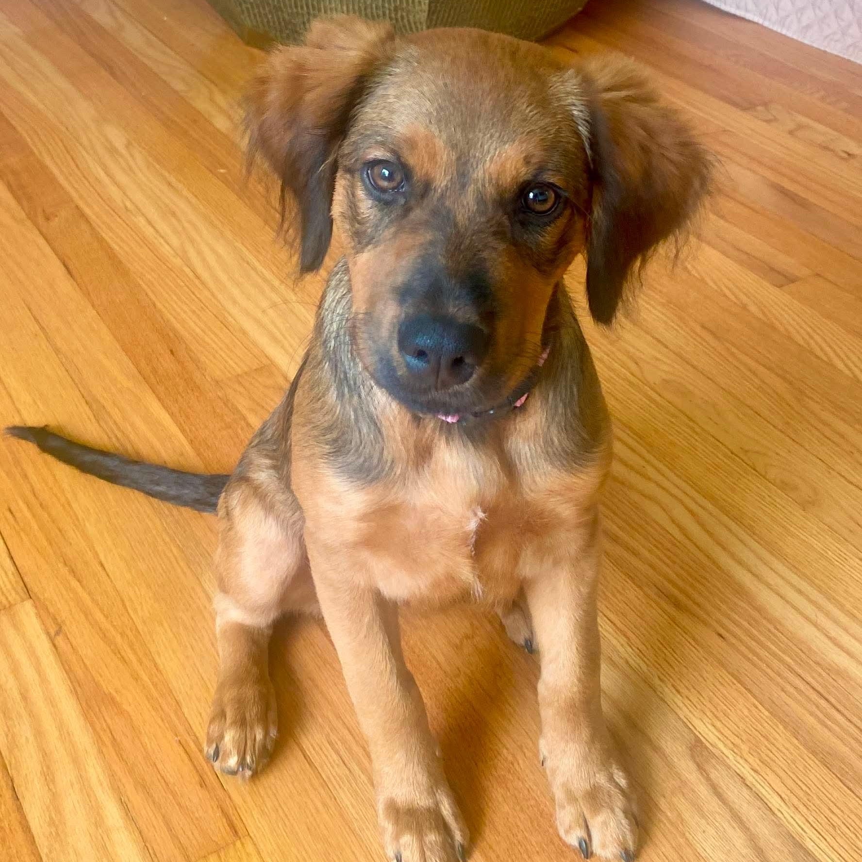 Enlarge Cocoa, an adopted mixed breed in West Haven, CT image 6/6