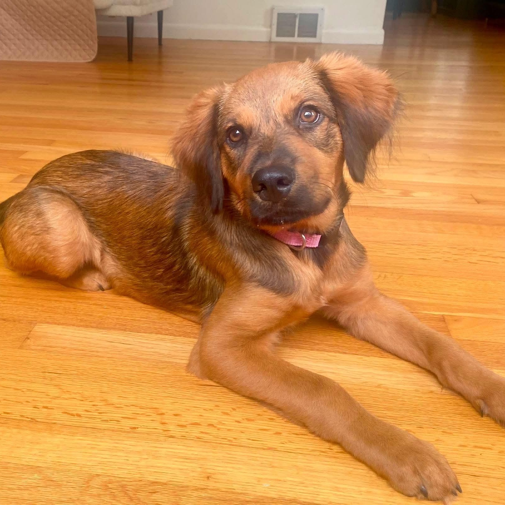 Enlarge Cocoa, an adopted mixed breed in West Haven, CT image 3/6