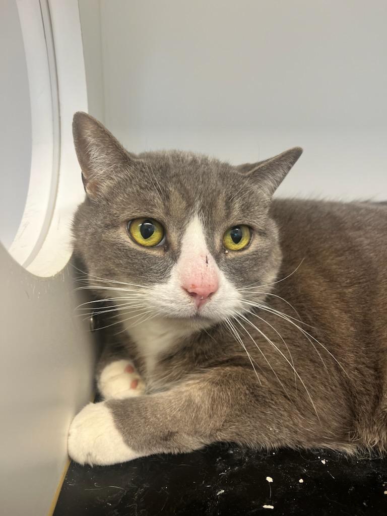 Enlarge Barley (ID 50665/843), a Adoptable Domestic Short Hair in Manassas, VA image 2/2