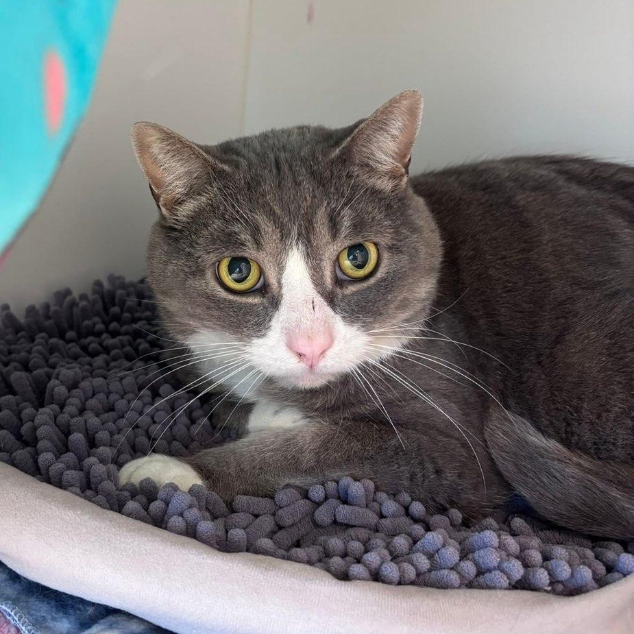 Barley (ID 50665/843), Adoptable, Adult Male Domestic Short Hair.