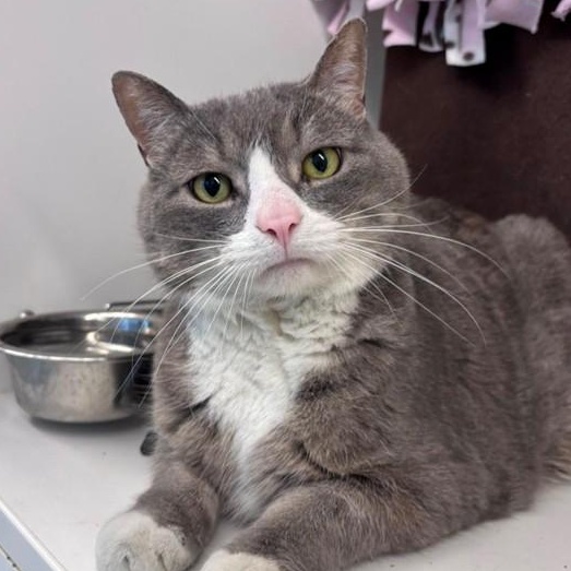 Barley (ID 50665/843), Adoptable, Adult Male Domestic Short Hair.