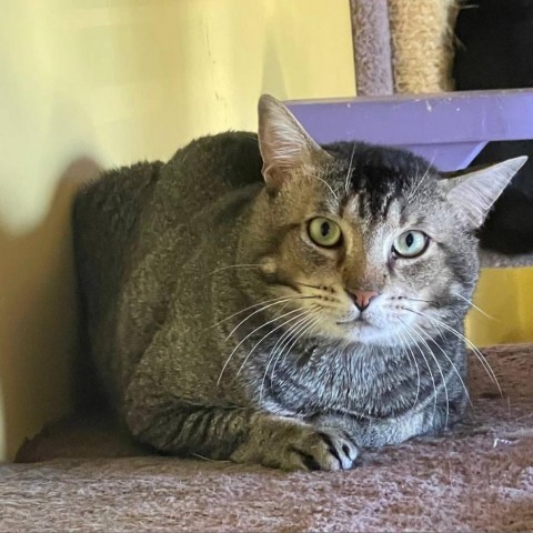 Enlarge Fiji, a Adopted Domestic Short Hair in Davie, FL image 1/1