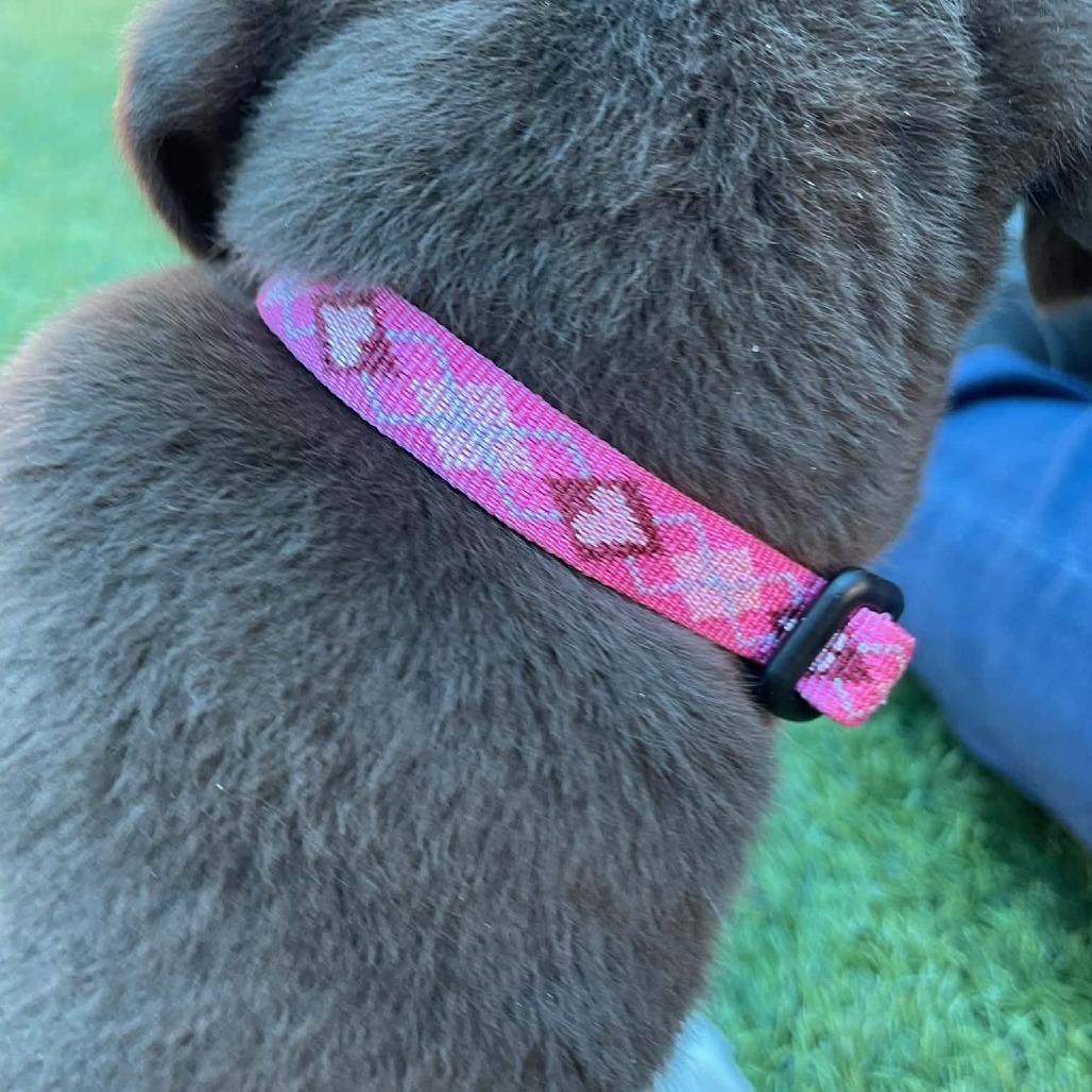 Salsa, Adoptable, Puppy Female Chocolate Labrador Retriever & Mixed Breed.